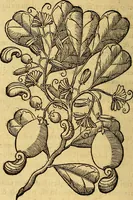 An illustration from Trattato di Christoforo Acosta Africano medico, & chirurgo della historia, natura, et virtu delle droghe medicinali, & altri semplici rarissimi, che vengono portati dalle Indie Orientali in Europa : con le figures delle piante ritratte, & disegnate dal viuo poste a' luoghi proprij ; nuouamente recato dalla Spagnuola nella nostra lingua .. (1585)