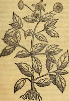 An illustration from Trattato di Christoforo Acosta Africano medico, & chirurgo della historia, natura, et virtu delle droghe medicinali, & altri semplici rarissimi, che vengono portati dalle Indie Orientali in Europa : con le figures delle piante ritratte, & disegnate dal viuo poste a' luoghi proprij ; nuouamente recato dalla Spagnuola nella nostra lingua .. (1585)