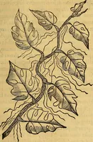 Picture 97 of 122 from Trattato di Christoforo Acosta Africano medico, & chirurgo della historia, natura, et virtu delle droghe medicinali, & altri semplici rarissimi, che vengono portati dalle Indie Orientali in Europa : con le figures delle piante ritratte, & disegnate dal viuo poste a' luoghi proprij ; nuouamente recato dalla Spagnuola nella nostra lingua .. (1585), leaf 312