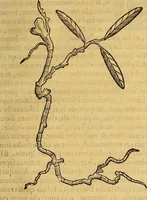 Picture 99 of 122 from Trattato di Christoforo Acosta Africano medico, & chirurgo della historia, natura, et virtu delle droghe medicinali, & altri semplici rarissimi, che vengono portati dalle Indie Orientali in Europa : con le figures delle piante ritratte, & disegnate dal viuo poste a' luoghi proprij ; nuouamente recato dalla Spagnuola nella nostra lingua .. (1585), leaf 314