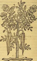 An illustration from Trattato di Christoforo Acosta Africano medico, & chirurgo della historia, natura, et virtu delle droghe medicinali, & altri semplici rarissimi, che vengono portati dalle Indie Orientali in Europa : con le figures delle piante ritratte, & disegnate dal viuo poste a' luoghi proprij ; nuouamente recato dalla Spagnuola nella nostra lingua .. (1585)