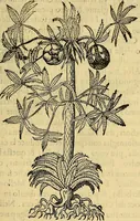 An illustration from Trattato di Christoforo Acosta Africano medico, & chirurgo della historia, natura, et virtu delle droghe medicinali, & altri semplici rarissimi, che vengono portati dalle Indie Orientali in Europa : con le figures delle piante ritratte, & disegnate dal viuo poste a' luoghi proprij ; nuouamente recato dalla Spagnuola nella nostra lingua .. (1585)