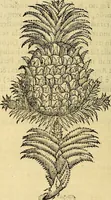 Picture 105 of 122 from Trattato di Christoforo Acosta Africano medico, & chirurgo della historia, natura, et virtu delle droghe medicinali, & altri semplici rarissimi, che vengono portati dalle Indie Orientali in Europa : con le figures delle piante ritratte, & disegnate dal viuo poste a' luoghi proprij ; nuouamente recato dalla Spagnuola nella nostra lingua .. (1585), leaf 323