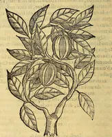 An illustration from Trattato di Christoforo Acosta Africano medico, & chirurgo della historia, natura, et virtu delle droghe medicinali, & altri semplici rarissimi, che vengono portati dalle Indie Orientali in Europa : con le figures delle piante ritratte, & disegnate dal viuo poste a' luoghi proprij ; nuouamente recato dalla Spagnuola nella nostra lingua .. (1585)