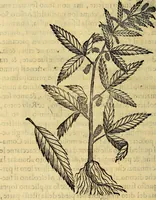 An illustration from Trattato di Christoforo Acosta Africano medico, & chirurgo della historia, natura, et virtu delle droghe medicinali, & altri semplici rarissimi, che vengono portati dalle Indie Orientali in Europa : con le figures delle piante ritratte, & disegnate dal viuo poste a' luoghi proprij ; nuouamente recato dalla Spagnuola nella nostra lingua .. (1585)