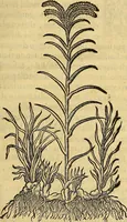 An illustration from Trattato di Christoforo Acosta Africano medico, & chirurgo della historia, natura, et virtu delle droghe medicinali, & altri semplici rarissimi, che vengono portati dalle Indie Orientali in Europa : con le figures delle piante ritratte, & disegnate dal viuo poste a' luoghi proprij ; nuouamente recato dalla Spagnuola nella nostra lingua .. (1585)