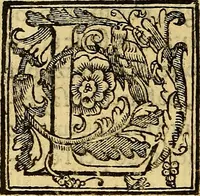 An illustration from Trattato di Christoforo Acosta Africano medico, & chirurgo della historia, natura, et virtu delle droghe medicinali, & altri semplici rarissimi, che vengono portati dalle Indie Orientali in Europa : con le figures delle piante ritratte, & disegnate dal viuo poste a' luoghi proprij ; nuouamente recato dalla Spagnuola nella nostra lingua .. (1585)