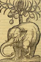 An illustration from Trattato di Christoforo Acosta Africano medico, & chirurgo della historia, natura, et virtu delle droghe medicinali, & altri semplici rarissimi, che vengono portati dalle Indie Orientali in Europa : con le figures delle piante ritratte, & disegnate dal viuo poste a' luoghi proprij ; nuouamente recato dalla Spagnuola nella nostra lingua .. (1585)