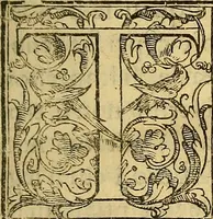 An illustration from Trattato di Christoforo Acosta Africano medico, & chirurgo della historia, natura, et virtu delle droghe medicinali, & altri semplici rarissimi, che vengono portati dalle Indie Orientali in Europa : con le figures delle piante ritratte, & disegnate dal viuo poste a' luoghi proprij ; nuouamente recato dalla Spagnuola nella nostra lingua .. (1585)