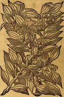 Picture 10 of 122 from Trattato di Christoforo Acosta Africano medico, & chirurgo della historia, natura, et virtu delle droghe medicinali, & altri semplici rarissimi, che vengono portati dalle Indie Orientali in Europa : con le figures delle piante ritratte, & disegnate dal viuo poste a' luoghi proprij ; nuouamente recato dalla Spagnuola nella nostra lingua .. (1585), leaf 57