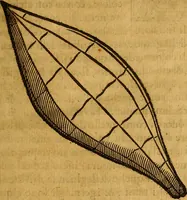 An illustration from Trattato di Christoforo Acosta Africano medico, & chirurgo della historia, natura, et virtu delle droghe medicinali, & altri semplici rarissimi, che vengono portati dalle Indie Orientali in Europa : con le figures delle piante ritratte, & disegnate dal viuo poste a' luoghi proprij ; nuouamente recato dalla Spagnuola nella nostra lingua .. (1585)