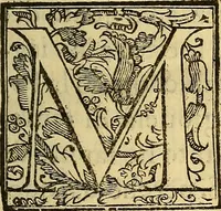 An illustration from Trattato di Christoforo Acosta Africano medico, & chirurgo della historia, natura, et virtu delle droghe medicinali, & altri semplici rarissimi, che vengono portati dalle Indie Orientali in Europa : con le figures delle piante ritratte, & disegnate dal viuo poste a' luoghi proprij ; nuouamente recato dalla Spagnuola nella nostra lingua .. (1585)
