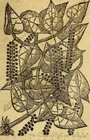 Picture 13 of 122 from Trattato di Christoforo Acosta Africano medico, & chirurgo della historia, natura, et virtu delle droghe medicinali, & altri semplici rarissimi, che vengono portati dalle Indie Orientali in Europa : con le figures delle piante ritratte, & disegnate dal viuo poste a' luoghi proprij ; nuouamente recato dalla Spagnuola nella nostra lingua .. (1585), leaf 70