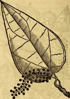 An illustration from Trattato di Christoforo Acosta Africano medico, & chirurgo della historia, natura, et virtu delle droghe medicinali, & altri semplici rarissimi, che vengono portati dalle Indie Orientali in Europa : con le figures delle piante ritratte, & disegnate dal viuo poste a' luoghi proprij ; nuouamente recato dalla Spagnuola nella nostra lingua .. (1585)