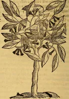 An illustration from Trattato di Christoforo Acosta Africano medico, & chirurgo della historia, natura, et virtu delle droghe medicinali, & altri semplici rarissimi, che vengono portati dalle Indie Orientali in Europa : con le figures delle piante ritratte, & disegnate dal viuo poste a' luoghi proprij ; nuouamente recato dalla Spagnuola nella nostra lingua .. (1585)