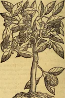 Picture 18 of 122 from Trattato di Christoforo Acosta Africano medico, & chirurgo della historia, natura, et virtu delle droghe medicinali, & altri semplici rarissimi, che vengono portati dalle Indie Orientali in Europa : con le figures delle piante ritratte, & disegnate dal viuo poste a' luoghi proprij ; nuouamente recato dalla Spagnuola nella nostra lingua .. (1585), leaf 83