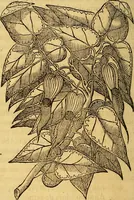 Picture 20 of 122 from Trattato di Christoforo Acosta Africano medico, & chirurgo della historia, natura, et virtu delle droghe medicinali, & altri semplici rarissimi, che vengono portati dalle Indie Orientali in Europa : con le figures delle piante ritratte, & disegnate dal viuo poste a' luoghi proprij ; nuouamente recato dalla Spagnuola nella nostra lingua .. (1585), leaf 87