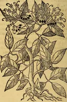 An illustration from Trattato di Christoforo Acosta Africano medico, & chirurgo della historia, natura, et virtu delle droghe medicinali, & altri semplici rarissimi, che vengono portati dalle Indie Orientali in Europa : con le figures delle piante ritratte, & disegnate dal viuo poste a' luoghi proprij ; nuouamente recato dalla Spagnuola nella nostra lingua .. (1585)