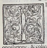 An illustration from Trattato di Christoforo Acosta africano medico, & chirurgo della historia, natura, et virtu delle droghe medicinali, & altri semplici rarissimi, che vengono portati dalle Indie Orientali in Europa, : con le figure delle piante ritratte, & disegnate dal viuo poste a'luoghi proprij. (1585)