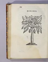 An illustration from Trattato di Christoforo Acosta africano medico, & chirurgo della historia, natura, et virtu delle droghe medicinali, & altri semplici rarissimi, che vengono portati dalle Indie Orientali in Europa, : con le figure delle piante ritratte, & disegnate dal viuo poste a'luoghi proprij. (1585)