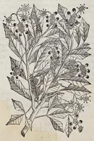 Picture 13 of 20 from Trattato di Christoforo Acosta africano medico, & chirurgo della historia, natura, et virtu delle droghe medicinali, & altri semplici rarissimi, che vengono portati dalle Indie Orientali in Europa, : con le figure delle piante ritratte, & disegnate dal viuo poste a'luoghi proprij. (1585), leaf 266