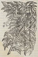 Picture 14 of 20 from Trattato di Christoforo Acosta africano medico, & chirurgo della historia, natura, et virtu delle droghe medicinali, & altri semplici rarissimi, che vengono portati dalle Indie Orientali in Europa, : con le figure delle piante ritratte, & disegnate dal viuo poste a'luoghi proprij. (1585), leaf 270