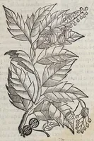 An illustration from Trattato di Christoforo Acosta africano medico, & chirurgo della historia, natura, et virtu delle droghe medicinali, & altri semplici rarissimi, che vengono portati dalle Indie Orientali in Europa, : con le figure delle piante ritratte, & disegnate dal viuo poste a'luoghi proprij. (1585)