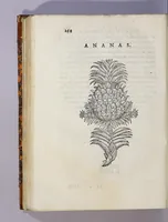 Picture 18 of 20 from Trattato di Christoforo Acosta africano medico, & chirurgo della historia, natura, et virtu delle droghe medicinali, & altri semplici rarissimi, che vengono portati dalle Indie Orientali in Europa, : con le figure delle piante ritratte, & disegnate dal viuo poste a'luoghi proprij. (1585), leaf 324