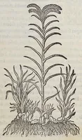 An illustration from Trattato di Christoforo Acosta africano medico, & chirurgo della historia, natura, et virtu delle droghe medicinali, & altri semplici rarissimi, che vengono portati dalle Indie Orientali in Europa, : con le figure delle piante ritratte, & disegnate dal viuo poste a'luoghi proprij. (1585)