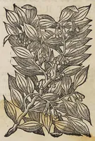 Picture 2 of 20 from Trattato di Christoforo Acosta africano medico, & chirurgo della historia, natura, et virtu delle droghe medicinali, & altri semplici rarissimi, che vengono portati dalle Indie Orientali in Europa, : con le figure delle piante ritratte, & disegnate dal viuo poste a'luoghi proprij. (1585), leaf 58