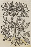 Picture 5 of 20 from Trattato di Christoforo Acosta africano medico, & chirurgo della historia, natura, et virtu delle droghe medicinali, & altri semplici rarissimi, che vengono portati dalle Indie Orientali in Europa, : con le figure delle piante ritratte, & disegnate dal viuo poste a'luoghi proprij. (1585), leaf 98