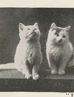 An illustration from The Traveller (1902)