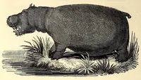 Picture 3 of 16 from Travels and adventures in Southern Africa (1827), leaf 42