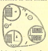 An illustration from Travels and discoveries in North and Central Africa : being a journal of an expedition undertaken under the auspices of H.B.M.'s government in the years 1849-1855 (1857)