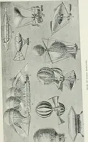 Picture 6 of 56 from Travels in space; a history of aerial navigation (1902), leaf 48