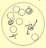 An illustration from Travels and life in Ashanti and Jaman (1898)
