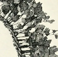 An illustration from The treasury of ancient Egypt; miscellaneous chapters on ancient Egyptian history and archæology (1911)