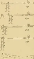 An illustration from A treatise, giving a thorough description of the properties and supply of the fibres, as well as the various processes required for converting wool, cotton, silk from fibre to finished goods, covering both woven and knit goods ... construction of the most modern improvements to preparatory machinery ... accessories relating to construction and equipment of modern textile manufacturing plants .. (1895)