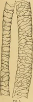 An illustration from A treatise, giving a thorough description of the properties and supply of the fibres, as well as the various processes required for converting wool, cotton, silk from fibre to finished goods, covering both woven and knit goods ... construction of the most modern improvements to preparatory machinery ... accessories relating to construction and equipment of modern textile manufacturing plants .. (1895)