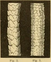 An illustration from A treatise, giving a thorough description of the properties and supply of the fibres, as well as the various processes required for converting wool, cotton, silk from fibre to finished goods, covering both woven and knit goods ... construction of the most modern improvements to preparatory machinery ... accessories relating to construction and equipment of modern textile manufacturing plants .. (1895)
