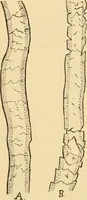 An illustration from A treatise, giving a thorough description of the properties and supply of the fibres, as well as the various processes required for converting wool, cotton, silk from fibre to finished goods, covering both woven and knit goods ... construction of the most modern improvements to preparatory machinery ... accessories relating to construction and equipment of modern textile manufacturing plants .. (1895)