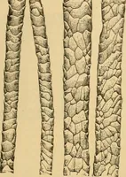 An illustration from A treatise, giving a thorough description of the properties and supply of the fibres, as well as the various processes required for converting wool, cotton, silk from fibre to finished goods, covering both woven and knit goods ... construction of the most modern improvements to preparatory machinery ... accessories relating to construction and equipment of modern textile manufacturing plants .. (1895)