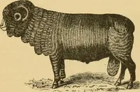 An illustration from A treatise, giving a thorough description of the properties and supply of the fibres, as well as the various processes required for converting wool, cotton, silk from fibre to finished goods, covering both woven and knit goods ... construction of the most modern improvements to preparatory machinery ... accessories relating to construction and equipment of modern textile manufacturing plants .. (1895)