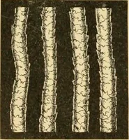 An illustration from A treatise, giving a thorough description of the properties and supply of the fibres, as well as the various processes required for converting wool, cotton, silk from fibre to finished goods, covering both woven and knit goods ... construction of the most modern improvements to preparatory machinery ... accessories relating to construction and equipment of modern textile manufacturing plants .. (1895)