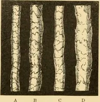 An illustration from A treatise, giving a thorough description of the properties and supply of the fibres, as well as the various processes required for converting wool, cotton, silk from fibre to finished goods, covering both woven and knit goods ... construction of the most modern improvements to preparatory machinery ... accessories relating to construction and equipment of modern textile manufacturing plants .. (1895)