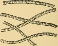 An illustration from A treatise, giving a thorough description of the properties and supply of the fibres, as well as the various processes required for converting wool, cotton, silk from fibre to finished goods, covering both woven and knit goods ... construction of the most modern improvements to preparatory machinery ... accessories relating to construction and equipment of modern textile manufacturing plants .. (1895)