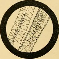 An illustration from A treatise, giving a thorough description of the properties and supply of the fibres, as well as the various processes required for converting wool, cotton, silk from fibre to finished goods, covering both woven and knit goods ... construction of the most modern improvements to preparatory machinery ... accessories relating to construction and equipment of modern textile manufacturing plants .. (1895)