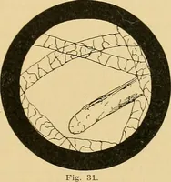 An illustration from A treatise, giving a thorough description of the properties and supply of the fibres, as well as the various processes required for converting wool, cotton, silk from fibre to finished goods, covering both woven and knit goods ... construction of the most modern improvements to preparatory machinery ... accessories relating to construction and equipment of modern textile manufacturing plants .. (1895)