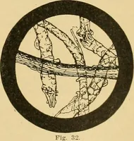 An illustration from A treatise, giving a thorough description of the properties and supply of the fibres, as well as the various processes required for converting wool, cotton, silk from fibre to finished goods, covering both woven and knit goods ... construction of the most modern improvements to preparatory machinery ... accessories relating to construction and equipment of modern textile manufacturing plants .. (1895)
