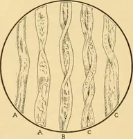An illustration from A treatise, giving a thorough description of the properties and supply of the fibres, as well as the various processes required for converting wool, cotton, silk from fibre to finished goods, covering both woven and knit goods ... construction of the most modern improvements to preparatory machinery ... accessories relating to construction and equipment of modern textile manufacturing plants .. (1895)